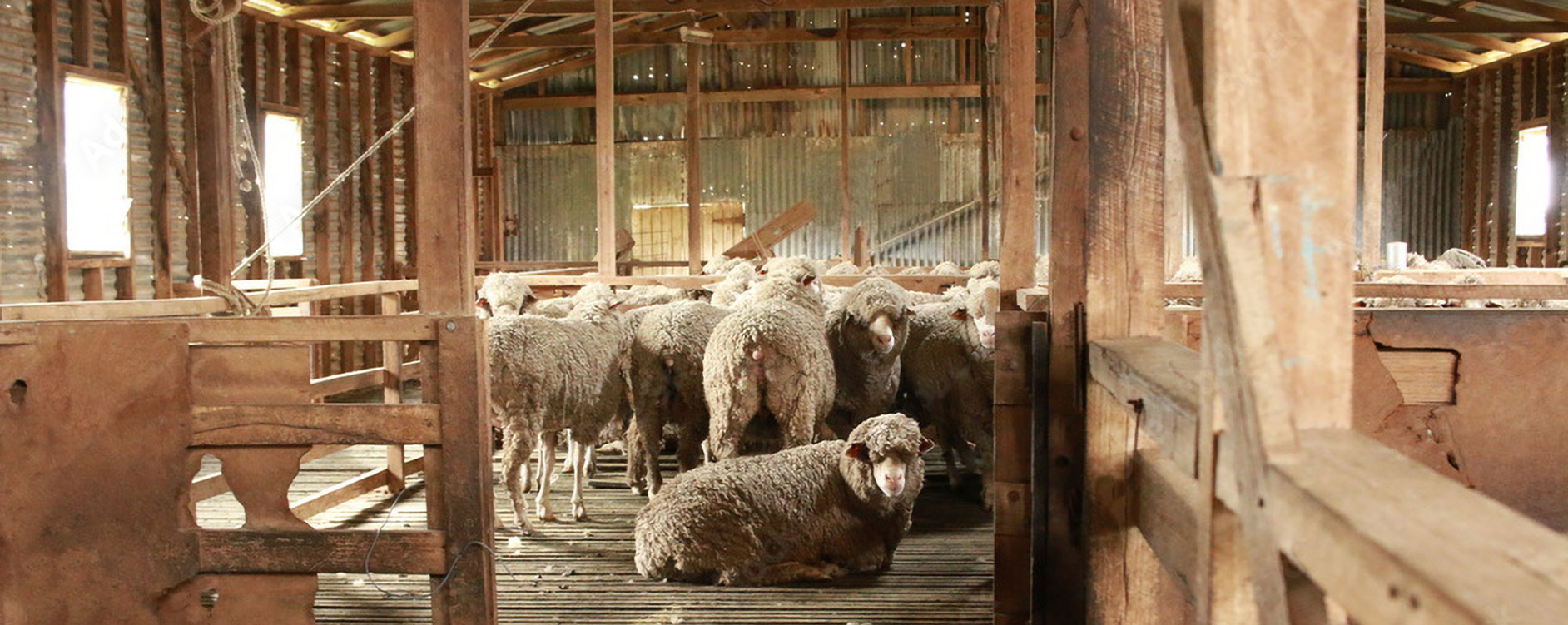 Sheep in shearing shed