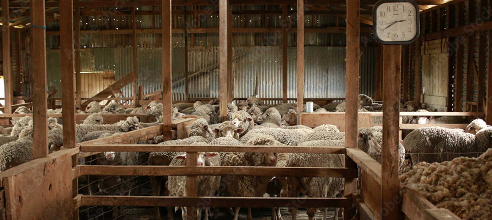 sheep in shearing shed